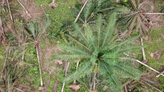 油棕榈种植园的农用土地清空农业区视频