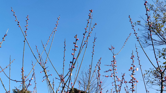 4K实拍花蕾视频