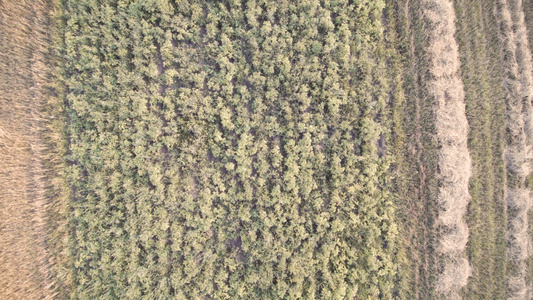 无人机摄像头上升田地上播种粮食视频