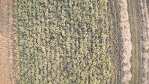 无人机摄像头上升田地上播种粮食11秒视频