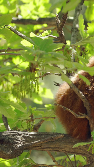 野生动物小熊猫爬树吉祥物40秒视频