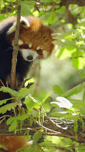野生动物小熊猫爬树二级保护动物视频