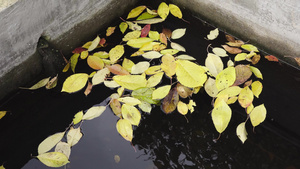 雨水库水中的黄叶落满了黄叶12秒视频