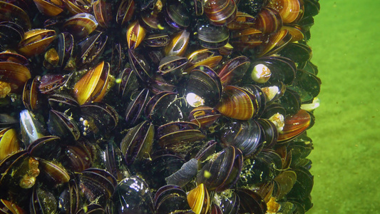 近距离闭合海床上有蛤壳海螺Mytilusgalloprovencialis视频