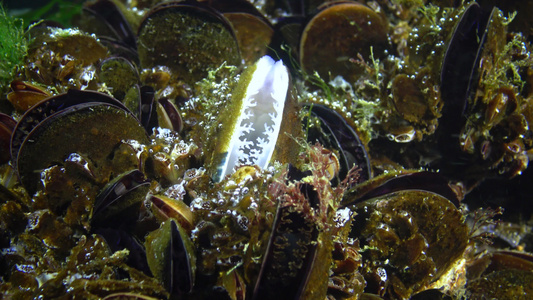 近端地中海贝壳Mytilusgoloproprovencialis视频