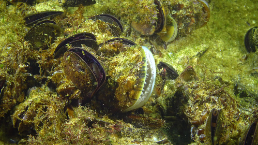 近端地中海贝壳Mytilusgoloproprovencialis视频