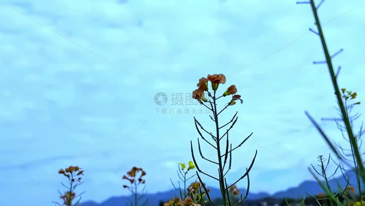 春天的油菜花视频