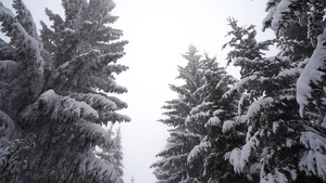 第一视角移动步行在森林松树下开车在雾气候下满是雪的松树14秒视频