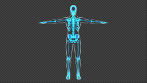 4K骨骼医学透视带通道可循环13秒视频