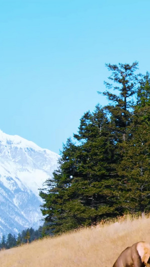 雪山森林与野生动物自然保护区64秒视频