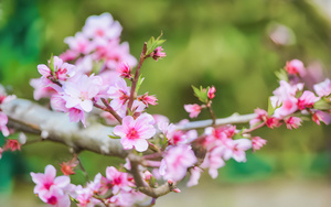 龙泉桃花摄影4秒视频