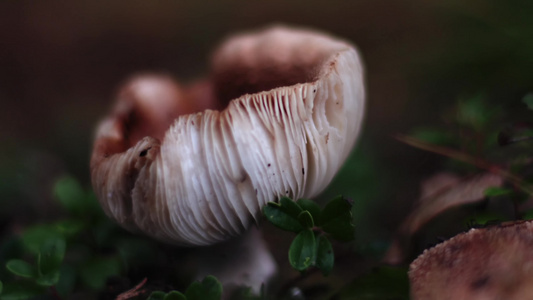 秋季森林中野生蘑菇视频