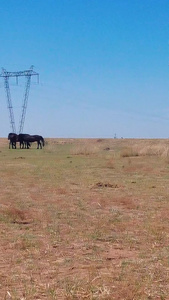 拍摄草原上蓝天下悠闲吃草成群的马匹内蒙古视频