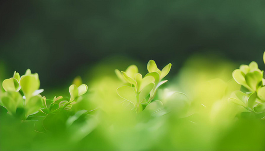 绿色背景清新环境虚化植物视频