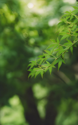 叶子背景虚化绿色环境清新4秒视频