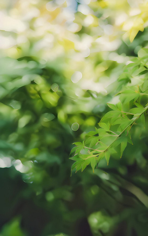 清新背景绿色植物清新背景4秒视频