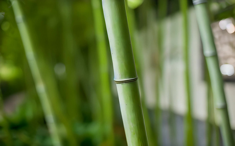 竹子竹干特写虚化背景视频