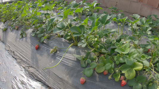 大棚温室草莓种植经济作物视频