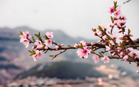 桃花朵朵开视频