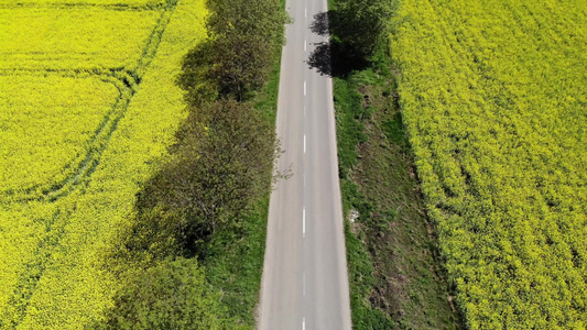 黄色田地上美丽的道路的空中观察带有种子卡诺拉视频