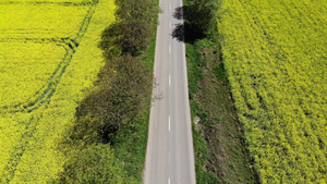 黄色田地上美丽的道路的空中观察带有种子卡诺拉16秒视频