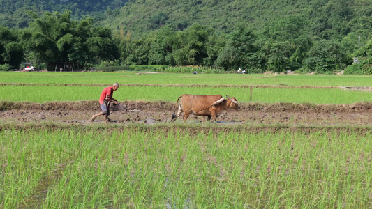 农民在水稻田里用传统方式耕地 犁田 插秧 春耕视频