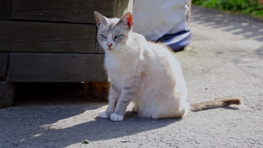 一只美丽的家猫坐在路上摇晃尾巴视频