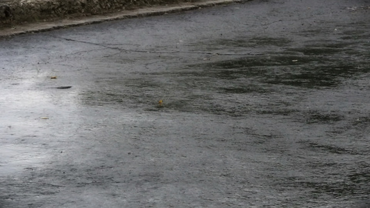 和风雨在路边的叶子上视频