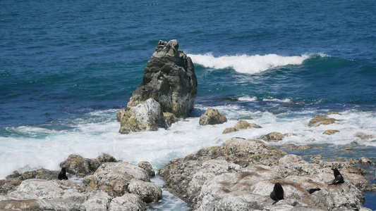 新西兰南岛Kaikoura岩石上的海豹聚居地视频