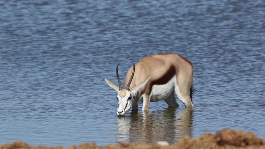 秋羚羊饮用水视频