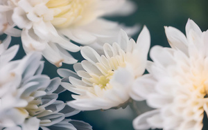 清新自然的白色菊花4秒视频