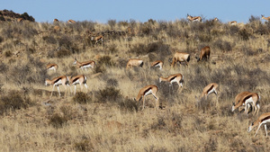 羚羊在干草原上觅食17秒视频