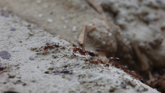 蚂蚁的足迹视频