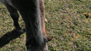 淘气的斑点小马吃草农夫检查他的屁股看看冬天皮毛的蜕皮58秒视频