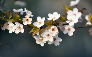 梨花花朵绽放自然空镜4秒视频