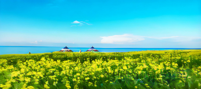 青海湖畔油菜花视频