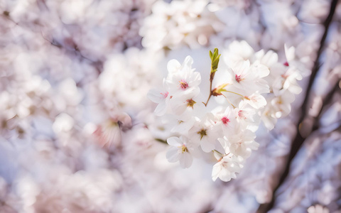 樱花时节视频