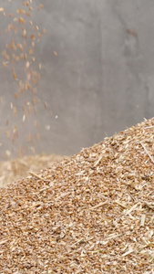 小麦堆丰收粮食谷物谷堆麦子收麦子视频