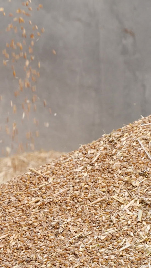 小麦堆丰收粮食谷物谷堆麦子收麦子22秒视频