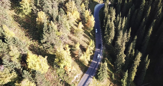 汽车在森林的一条路上行驶空中飞行视频