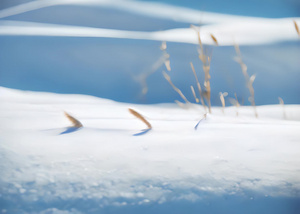 雪地毛毛草4秒视频