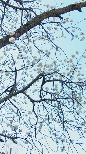 实拍农村瓦房背后的樱花树视频素材开头视频145秒视频
