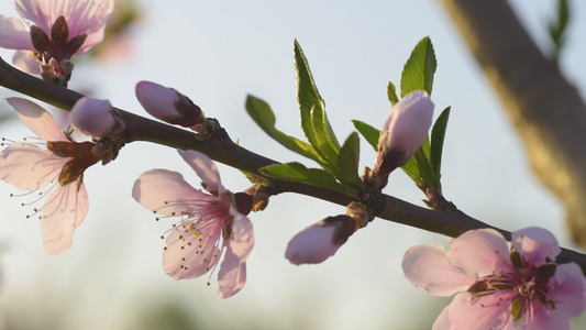 桃花农业种植美景实拍素材背景视频