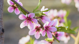 桃花农业种植美景实拍素材背景12秒视频