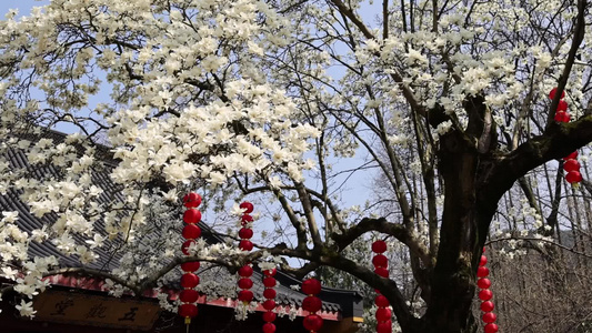 中国杭州法喜寺白玉兰 花开满枝头视频