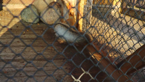 快速美丽的红松鼠在笼子里跑来跑去11秒视频