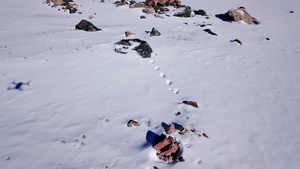 山上雪地上的兔子足迹8秒视频