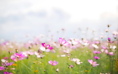 一片花海视频