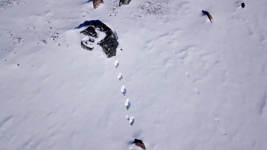 山上雪地上的兔子足迹视频