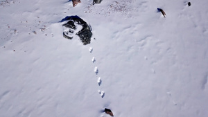 雪地上的兔子足迹16秒视频